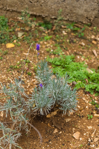 Free photo rosemary