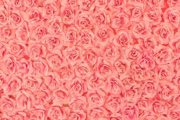 Free Photo roses background