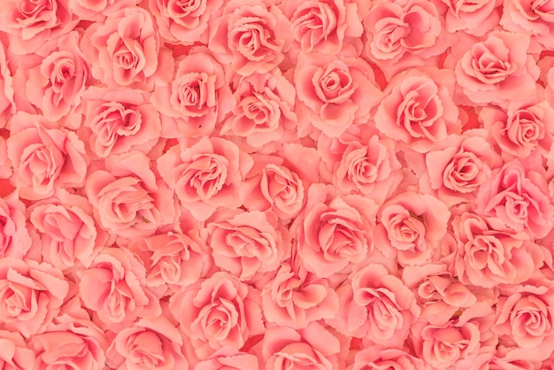 Free Photo roses background