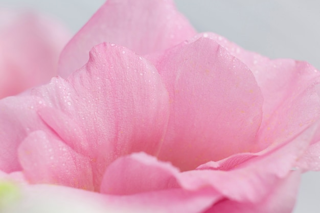 Free Photo roses pink petals on grey background