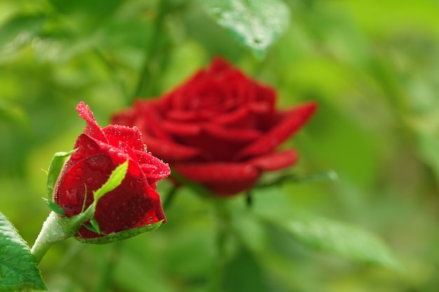 Roses with the background defocused