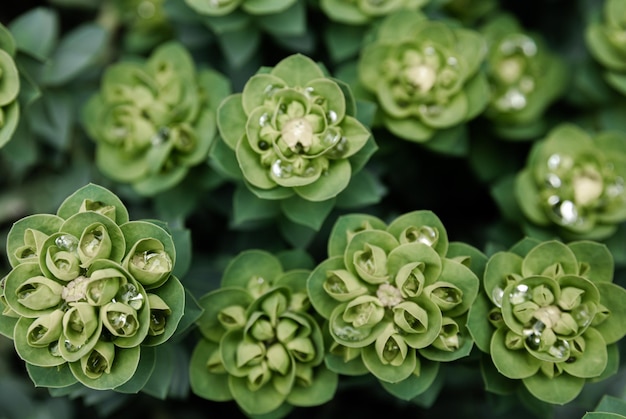 Free photo rosetta stonecrop or sedum rosetta closeup photo of its small green leaves