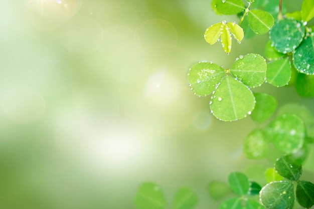 Round leaves