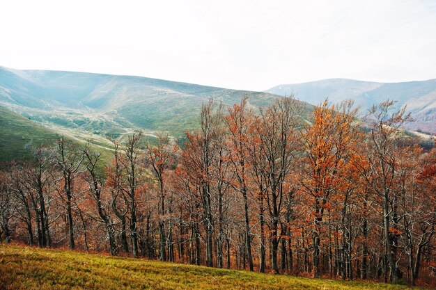 Row of autumn trees in scenic Carpathian mountains