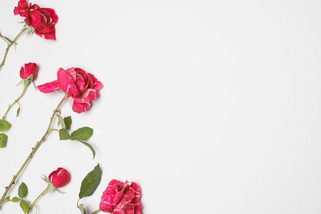 Free photo row of beautiful red blooms