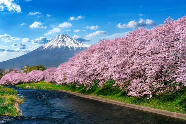 Row of Cherry blossoms and Fuji mountain in spring, Shizuoka in Japan.