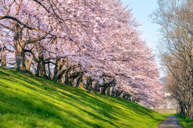 Free photo row of cherry blossoms trees in spring, kyoto in japan.