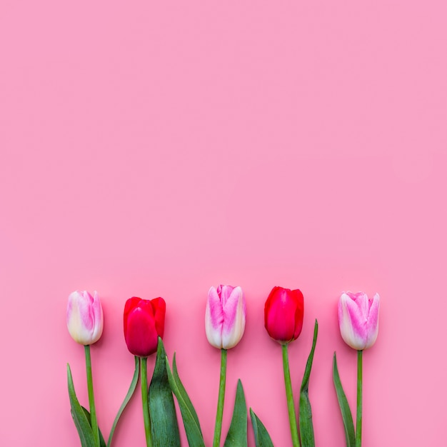 Row of colorful fresh flowers 