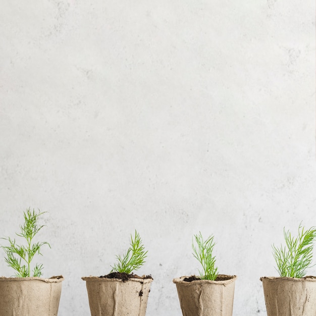 Row of dill grown in the peat pots against concrete wall