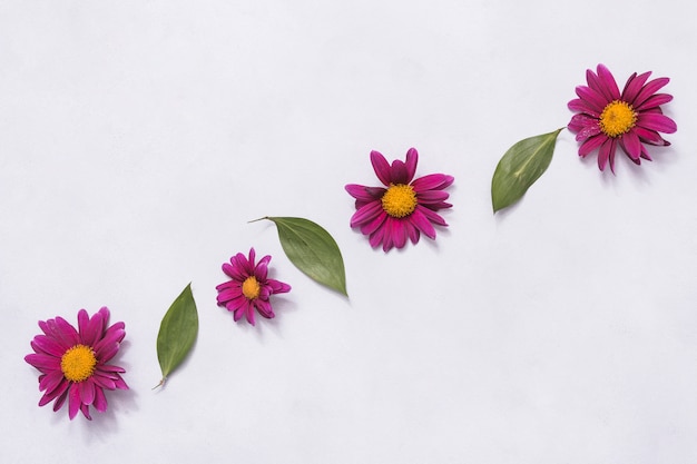 Free Photo row of pink flowers and green leaves 