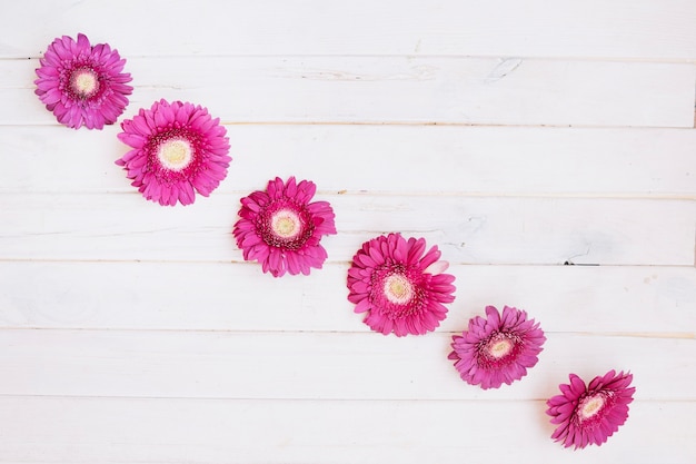 Free Photo row of purple flowers