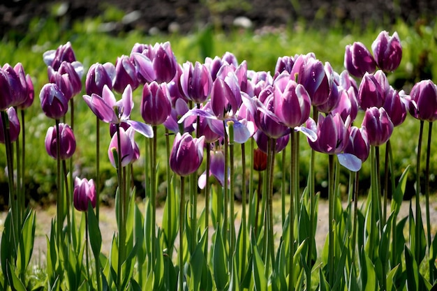 Free Photo row of purple tulips in the garden