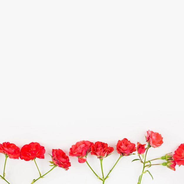 Free photo row of red roses white background