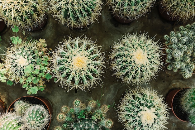 Row of spiked succulent plants