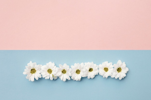 Free Photo row of white flowers over pastel color background