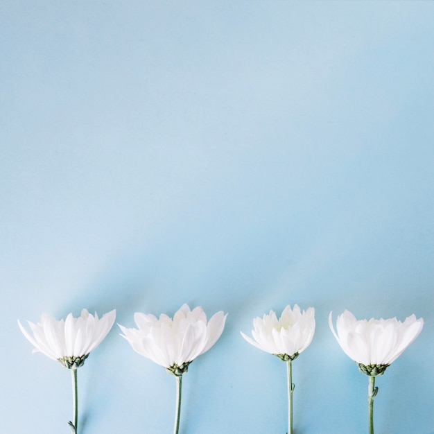 Free Photo row of white tender flowers