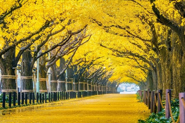 Row of yellow ginkgo tree in autumn. Autumn park in Tokyo, Japan.