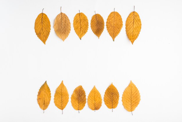 Rows of yellow leaves