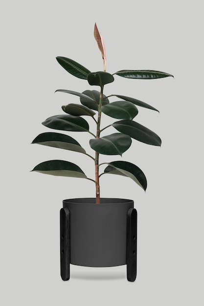 Rubber plant in a black pot