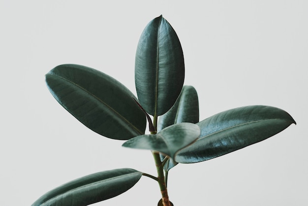 Rubber plant leaves on gray background