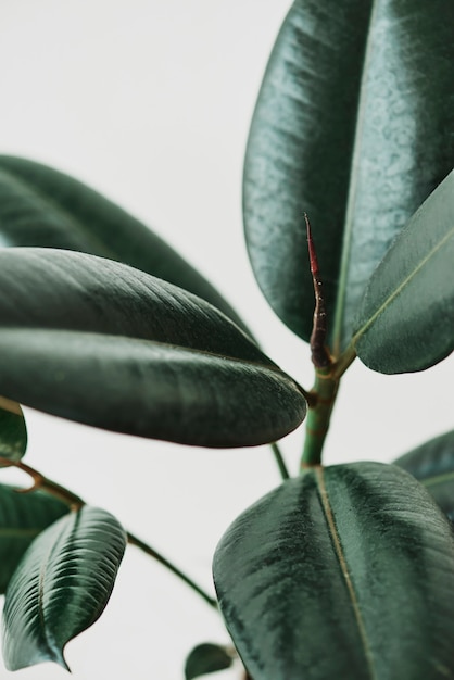 Rubber plant leaves on gray background