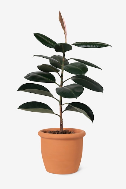 Rubber plant in a terracotta pot home decor object