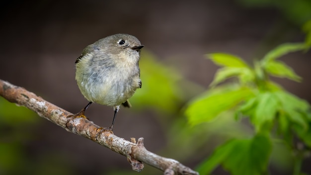 Ruby Crowned Kinglet on branch