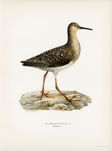 Free photo ruff female (philomachus pugnax) illustrated by the von wright brothers.