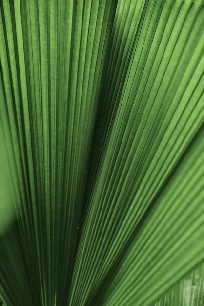 Ruffled leaf palm tree background