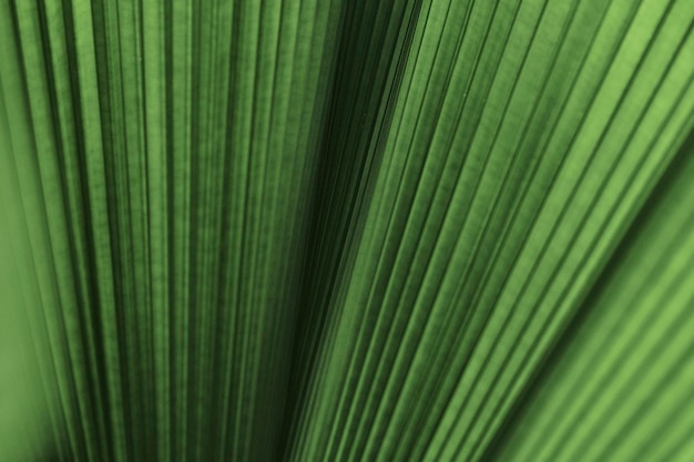 Free Photo ruffled leaf palm tree background