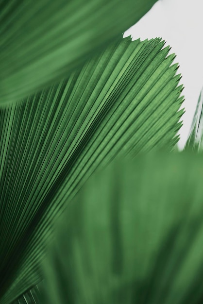 Free Photo ruffled leaf palm tree background