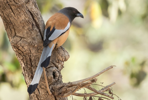 Free photo rufous treepie bird perched on a tree in ranthambhore national park, india