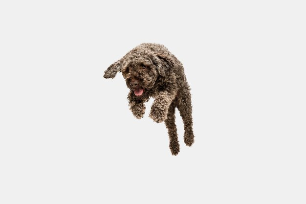 Running. Cute sweet puppy of Lagotto romagnolo cute dog or pet posing on white