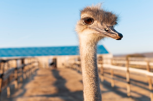 Free photo rural life lifestyle growing ostriches