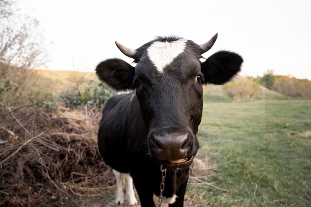 Free photo rural lifestyle concept with cow