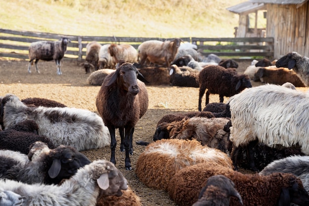 Rural lifestyle with sheep