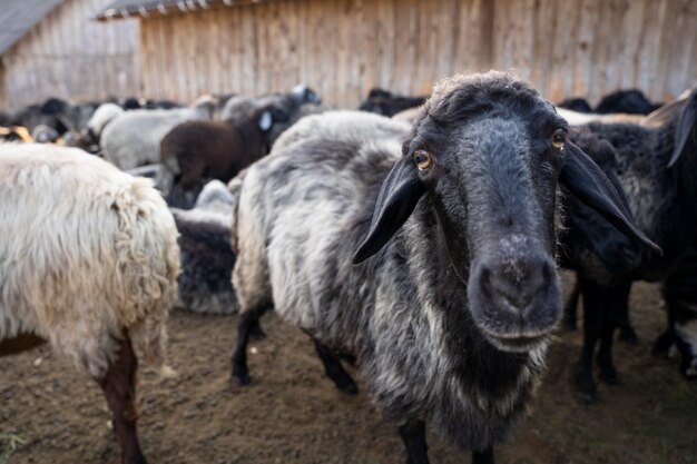 Rural lifestyle with sheep