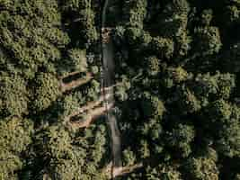 Free photo rural round surrounded by green tropical trees