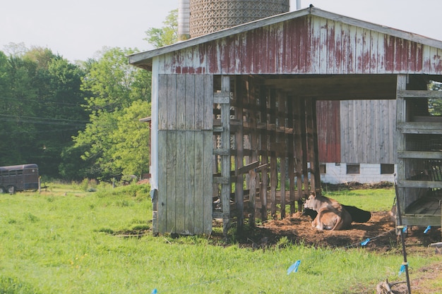 Free Photo rusty old wooden barn with a cow laying inside at a farm with grass around