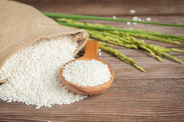 Sack of rice with rice on wooden spoon and rice plant