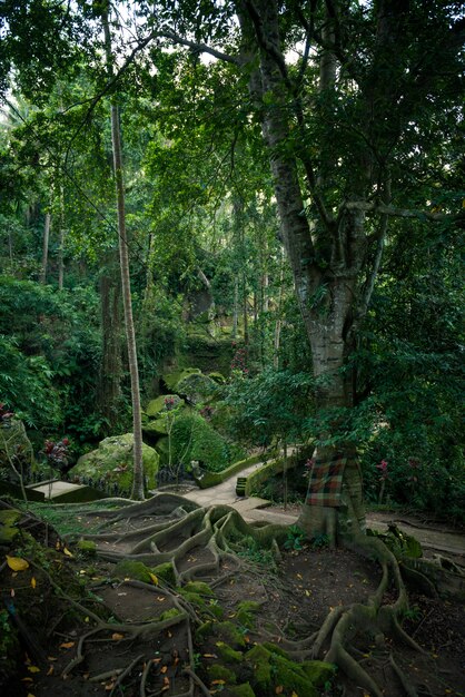 Sacred tree with big roots