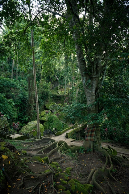 Sacred tree with big roots