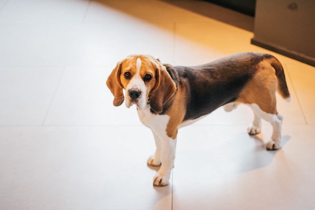 Free Photo sad dog stands on the floor