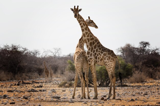 Sad view of two giraffes in the middle of a forest after the Australllian wildfires