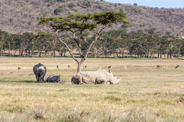 Safari - rhinos