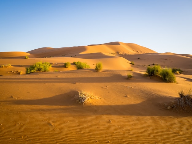 Sahara desert under the sunlight and a blue sky in Morocco in Africa