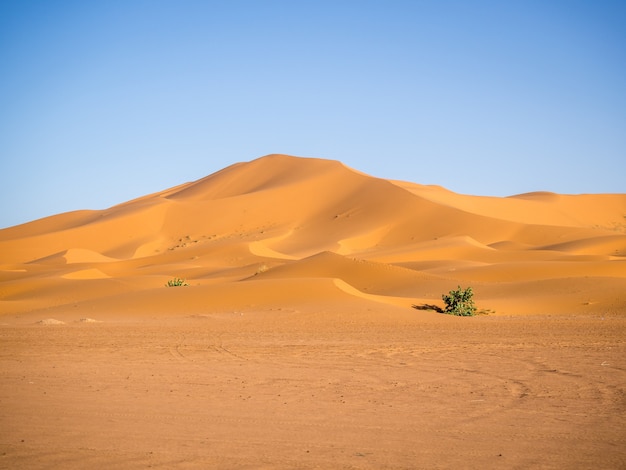 Sahara desert under the sunlight and a blue sky in Morocco in Africa