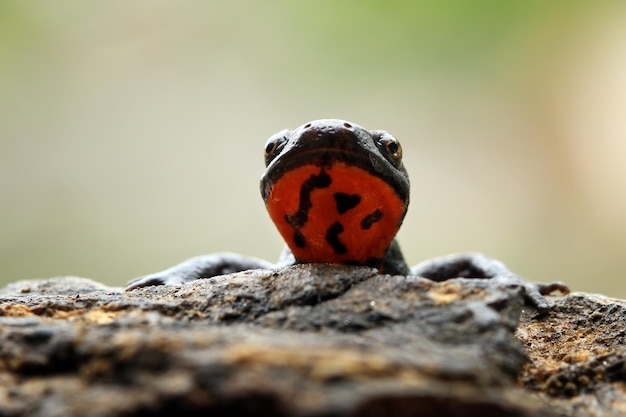 Free Photo salamander red belly front view red belly amphibian closeup salamander red belly on wood