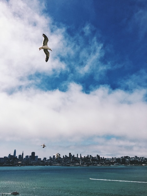 San Francisco Seagulls