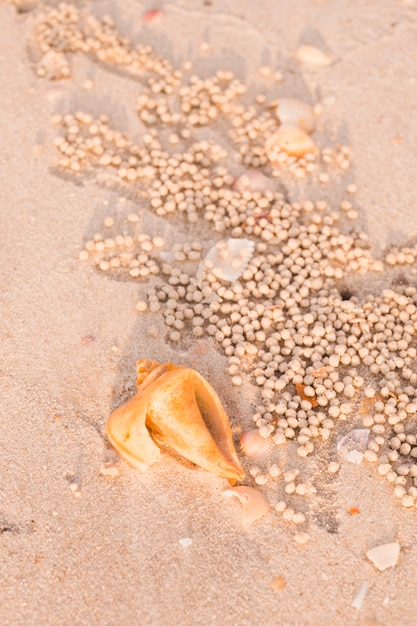 Free Photo sand bubbler crabs near the seashells